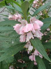 Impatiens