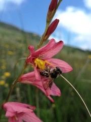 Tritonia disticha