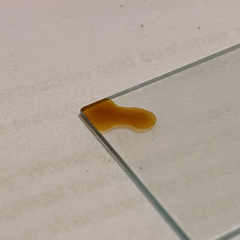 Hypoxylon rubiginosum