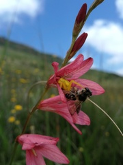 Tritonia disticha