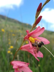 Tritonia disticha