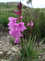Watsonia amatolae