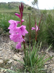 Watsonia amatolae