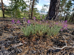 Oxytropis coerulea