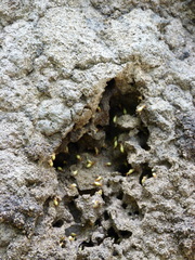 Globitermes sulphureus