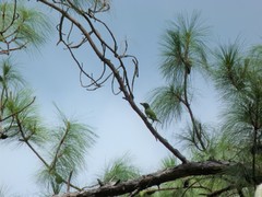 Psilopogon haemacephalus