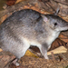 Queensland Barred Bandicoot - Photo (c) David White, some rights reserved (CC BY-NC), uploaded by David White