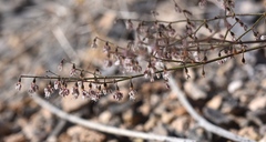 Eriogonum deflexum deflexum
