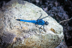 Orthetrum melania melania