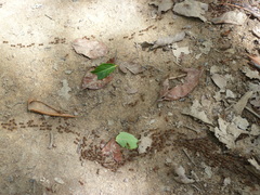 Macrotermes annandalei