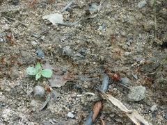 Macrotermes annandalei