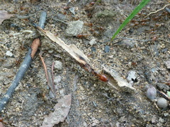 Macrotermes annandalei