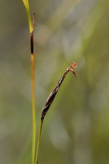 Schoenus calostachyus