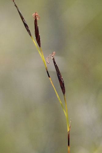 Schoenus calostachyus