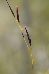 Schoenus calostachyus