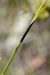 Schoenus calostachyus