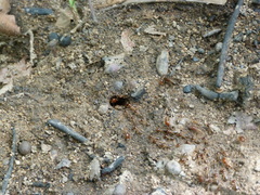 Macrotermes annandalei