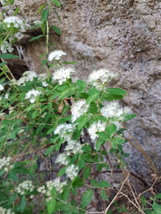 Spiraea flexuosa