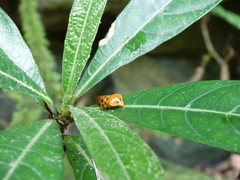 Cosmoscarta septempunctata