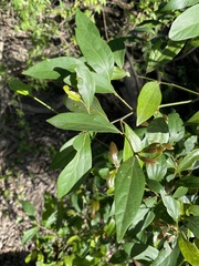 Cryptocarya triplinervis triplinervis