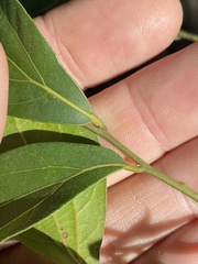 Cryptocarya triplinervis triplinervis