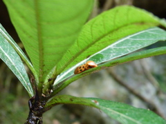 Cosmoscarta septempunctata