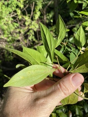 Cryptocarya triplinervis triplinervis