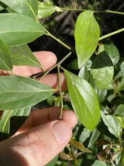 Cryptocarya triplinervis triplinervis