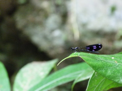 Aristocypha fenestrella