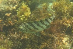 Goniistius rubrolabiatus