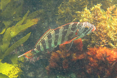 Goniistius rubrolabiatus