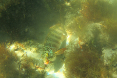 Goniistius rubrolabiatus