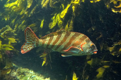 Goniistius rubrolabiatus