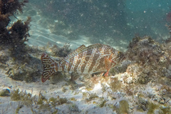 Goniistius rubrolabiatus