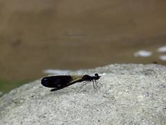 Aristocypha fenestrella