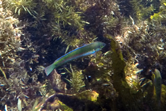 Halichoeres brownfieldi