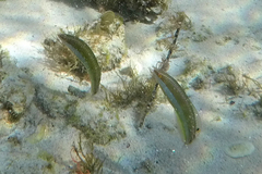 Halichoeres brownfieldi