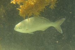 Kyphosus cornelii
