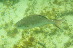 Kyphosus cornelii