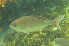 Kyphosus cornelii