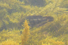 Notolabrus parilus
