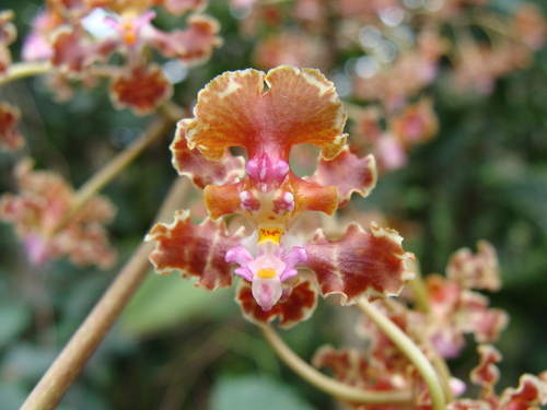 Image of Trichocentrum luridum by (c) Alexis López Hernández, some rights reserved (CC BY)
