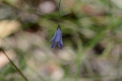 Wahlenbergia stricta stricta