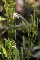 Strangea linearis