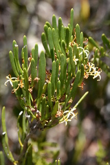 Strangea linearis