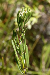 Strangea linearis