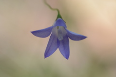 Wahlenbergia stricta stricta