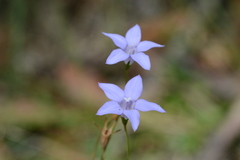 Wahlenbergia stricta stricta