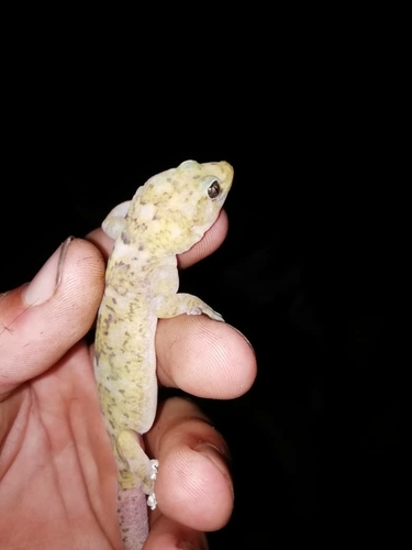 Transvaal Rock Gecko