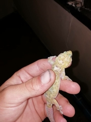 Transvaal Flat Gecko photo 4